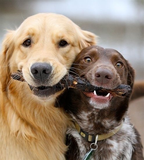 Two dogs sharing a stick