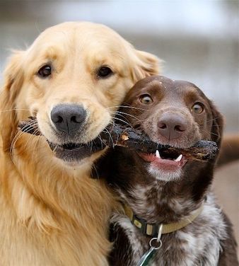 Two dogs sharing a stick